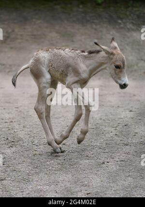 Hambourg, Allemagne. 22 juin 2021. Un poulain vieux d'un jour traverse l'enceinte du zoo de Hagenbeck. Credit: Marcus Brandt/dpa/Alay Live News Banque D'Images