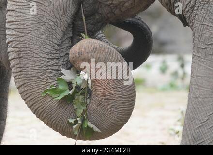 Hambourg, Allemagne. 22 juin 2021. Les éléphants mangent des arbustes dans l'enclos à éléphants du zoo de Hagenbeck. Credit: Marcus Brandt/dpa/Alay Live News Banque D'Images