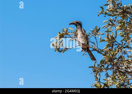 Charme gris africain, Parc national Kruger, Afrique du Sud. Banque D'Images