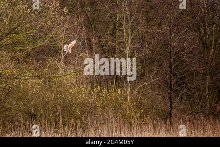 Une chouette de la Grange chassant sur les Norfolk Broads, en Angleterre Banque D'Images