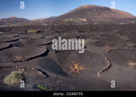 Vignobles dans la région de la Geria, Lanzarote, Canary Island, Espagne, Europe Banque D'Images