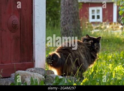 Un chat de forêt norvégien tortoiseshell dans le jardin lumière du soir Banque D'Images