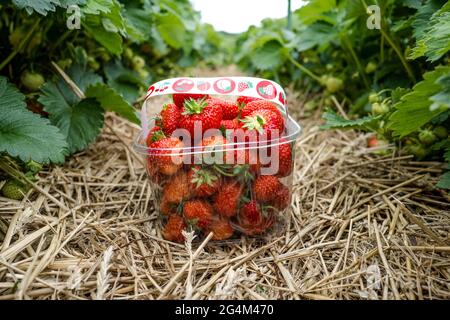 Un punnet en plastique de fraises fraîchement cueillies Banque D'Images