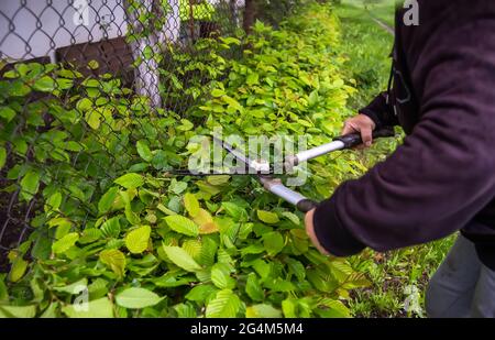 Les ciseaux de jardin coupent les feuilles à la main sur les buissons. Formation de la couronne d'arbres ornementaux. Haie Banque D'Images