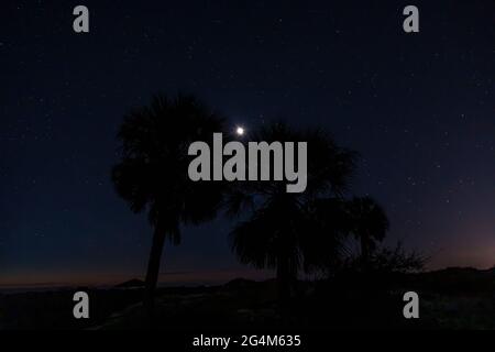 Ciel de nuit lune et étoiles à travers les palmiers sur la côte de sur Cumberland Island National Seashore, Géorgie une île barrière Banque D'Images