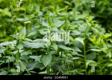 Album de Lamium, ortie blanche ou ortie blanche ne piquent pas dans les prés ou dans la forêt. Plante médicinale sauvage en croissance. Banque D'Images