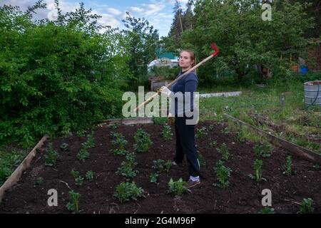 une femme qui récolte des pommes de terre.jardinage et récolte. Banque D'Images