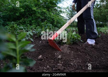 une femme qui récolte des pommes de terre.jardinage et récolte. Banque D'Images