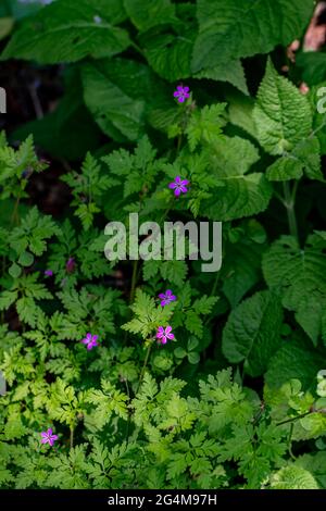 Géranium robertianum en pleine croissance dans la forêt Banque D'Images