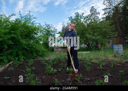 une femme qui récolte des pommes de terre.jardinage et récolte. Banque D'Images