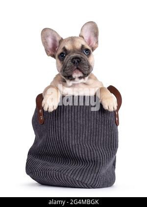 Adorable fauve chiot Bulldog français, assis dans un panier à corde côtelée. Regardant curieux sur le bord vers l'appareil photo avec les yeux bleus. Isolé sur un backgroun blanc Banque D'Images