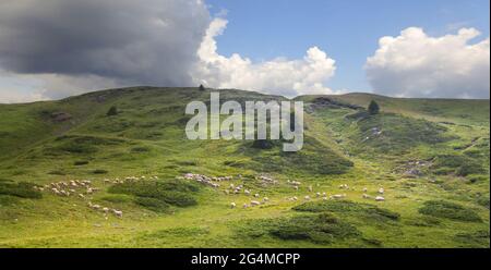 Troupeau de moutons paître dans la belle vallée dans le parc national Biogradska Gora. Monténégro. Banque D'Images