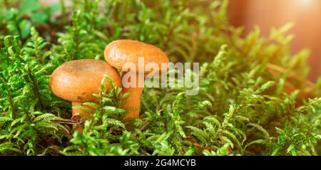 Deux champignons au lait de Saffron en mousse. Lactarius deliciosus gros plan sur les champignons. Champignons de la forêt. Mise au point sélective - image Banque D'Images