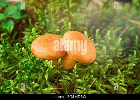 Deux champignons au lait de Saffron en mousse. Lactarius deliciosus gros plan sur les champignons. Champignons de la forêt. Mise au point sélective - image Banque D'Images