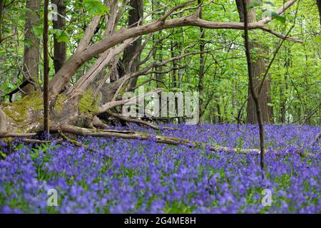 Anglais Woodland. Un arbre en décomposition mort se trouve sur un tapis de fleurs Bluebell dans une ancienne forêt de Surrey, en Angleterre. Banque D'Images