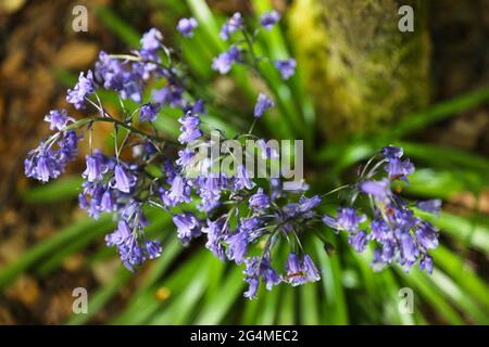 Anglais Woodland. Une bande de fleurs de Bluebell, vue d'en haut, poussant dans la forêt antique d'One Tree Hill dans le Kent, en Angleterre. Banque D'Images