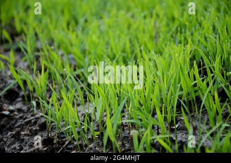 fermer le tas de terre de la plante de paddy mûre verte dans la ferme sur fond brun hors foyer. Banque D'Images