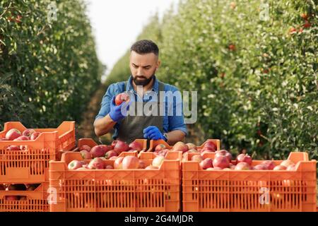 Agriculture de la saison de récolte, contrôle de la qualité, jardinier ou propriétaire travaillant sur une ferme écologique Banque D'Images