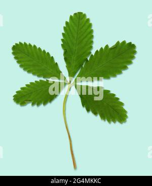 Feuille d'une fleur de champ. Découpe sur fond bleu pâle Banque D'Images