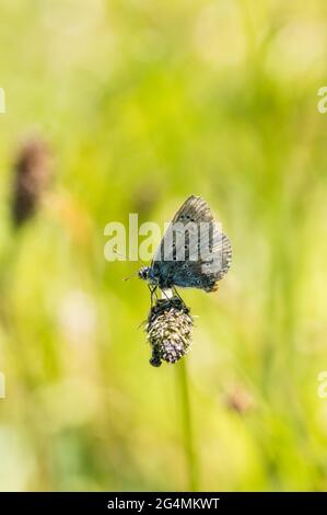 Un papillon bleu commun usé se repose sur la tête de fleur de Ribwort plantain Banque D'Images