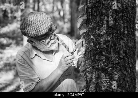 Vieux scientifique. Botaniste examiner les plantes. Grand-père barbu en forêt. Curiosité à la botanique. Détective difficile en forêt. Explorez la nature. Retraité Banque D'Images
