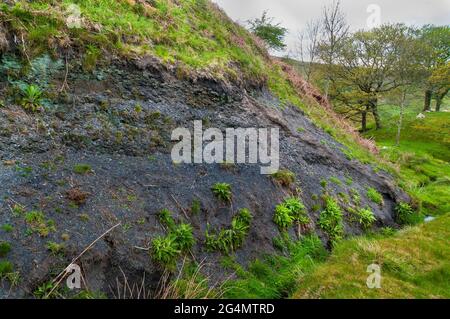 Affleurement de schiste derrière la gorge Odin sur les flancs de MAM Tor à Castleton, dans la vallée de l'espoir. Banque D'Images