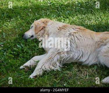 Chien mignon reposant sur une pelouse au printemps Banque D'Images