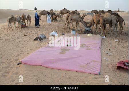 MAURITANIE, Nouakchott, désert à la périphérie, nomades de moures avec troupeau de chameaux pour la vente de lait, grand sac d'eau / MAURETANIEN, Nuakschott, Wüste am Stadtrand, Mauren mit Kamelherde für Milchverkauf, großer Wassersack Banque D'Images