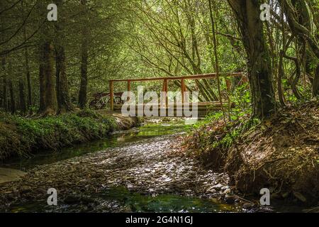 Paysage irlandais. Pont en bois ensoleillé sur la rivière dans une forêt dense. Irlande. Banque D'Images