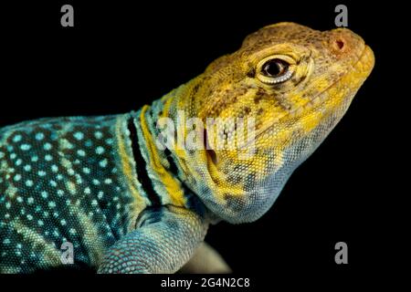 Lézard à tête jaune (Crotaphytus collaris auriceps) Banque D'Images