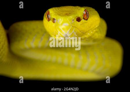 Île Sunda pitviper (Trimeresurus insularis) jaune Banque D'Images