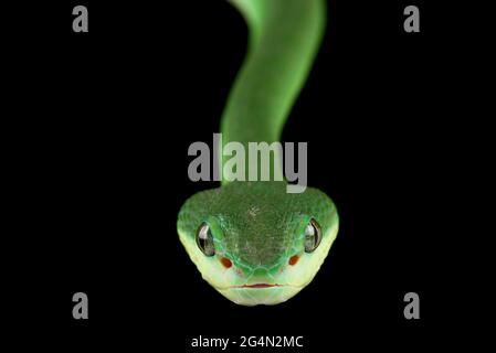 Île Sunda pitviper (Trimeresurus insularis) vert Banque D'Images