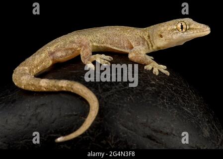 Maison commune gecko (Hemidactylus frenatus) Banque D'Images