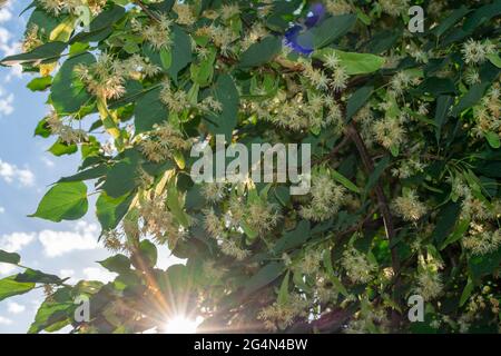 Linden fleurit sur les branches d'arbres au soleil à l'extérieur. Banque D'Images