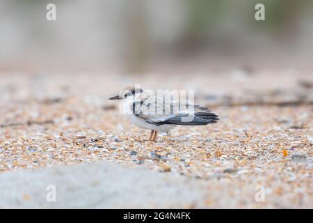 Une petite sterne (Sternula antillarum) poussa sur la plage. Banque D'Images