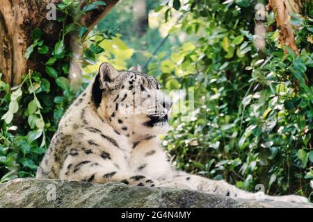 Le zoo de Central Park possède des Snow Leopards, NYC, États-Unis Banque D'Images