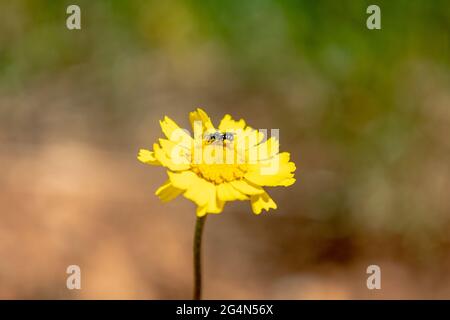 Une abeille sur une fleur Banque D'Images