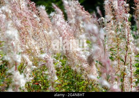 Champ de Rosebay Willowherb après la floraison Epilobium angustifolium pris à la vieille montagne en Bulgarie. Banque D'Images