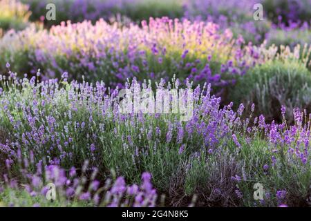 Vue panoramique sur la prairie fleurie et les fleurs de lavande en campagne Banque D'Images