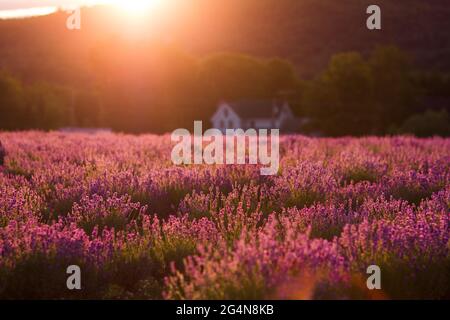 Vue panoramique sur la prairie fleurie avec fleurs de lavande dans la campagne dans les hauts plateaux en soirée Banque D'Images