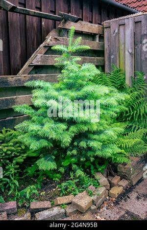 Magnifique jeune spécimen de sapin blanc (Abies concolor) dans un jardin Banque D'Images