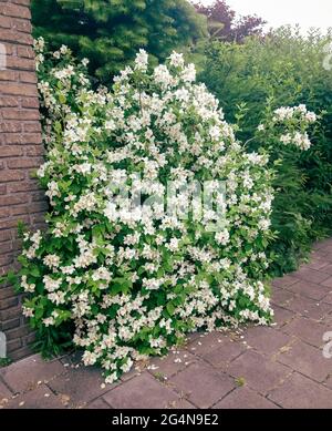 Arbuste jasmin à fleurs blanches Banque D'Images