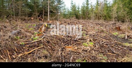 Des arbres ont été abattus dans la forêt de conifères. Les branches, l'écorce et les débris de bois se trouvent comme du bois mort sur le plancher de la forêt. Des conifères sains peuvent être vus dans Banque D'Images