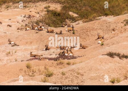 Mouflon d'Amérique (Ovis canadensis) dans le parc national des Badlands, Dakota du Sud Banque D'Images