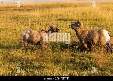 Mouflon d'Amérique (Ovis canadensis) dans le parc national des Badlands, Dakota du Sud Banque D'Images