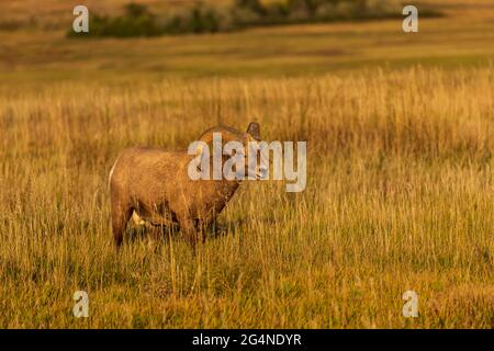 Mouflon d'Amérique (Ovis canadensis) dans le parc national des Badlands, Dakota du Sud Banque D'Images