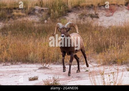 Bélier de mouflon d'Amérique (Ovis canadensis) dans le parc national des Badlands, Dakota du Sud Banque D'Images