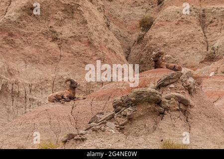 Bélier de mouflon d'Amérique (Ovis canadensis) dans le parc national des Badlands, Dakota du Sud Banque D'Images