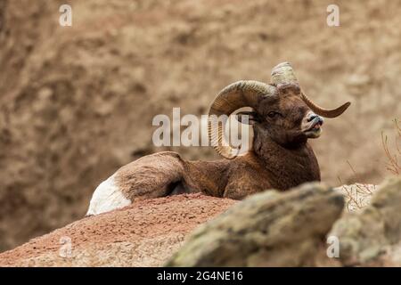 Bélier de mouflon d'Amérique (Ovis canadensis) dans le parc national des Badlands, Dakota du Sud Banque D'Images