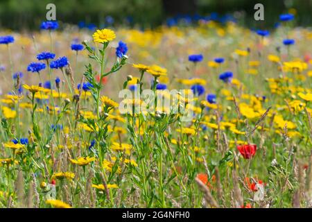 Nouvelle prairie de fleurs sauvages dans un ancien champ à West Wittering, Chichester, West Sussex, Angleterre Banque D'Images